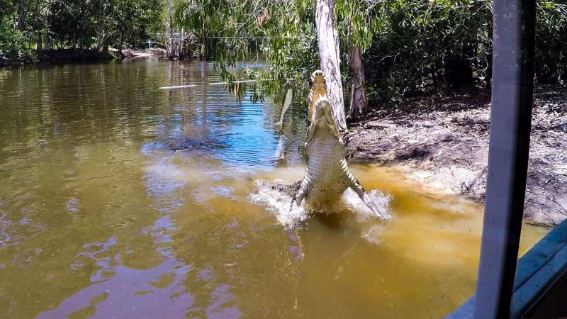 Best Semester Abroad | Hartleys Crocodile Adventures | Study Cairns